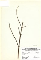 藏品(荏)的圖片